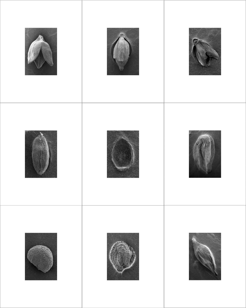 Seedscapes_Grid_01_H_Morstang